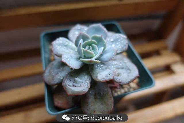 爱生活爱养花花卉绿植养护小知识,爱生活爱养花多肉植物养护小技巧