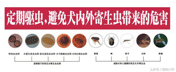 小狗吃驱虫药呕吐拉稀,狗狗吃了驱虫药拉稀呕吐怎么办
