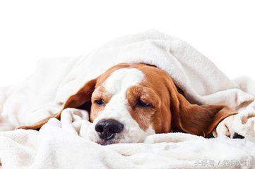 小狗吃驱虫药呕吐拉稀,狗狗吃了驱虫药拉稀呕吐怎么办