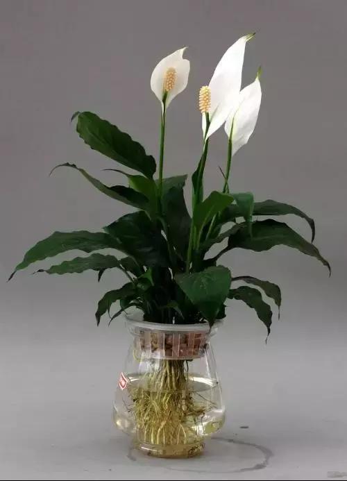 年宵花的危害,毒花观赏植物