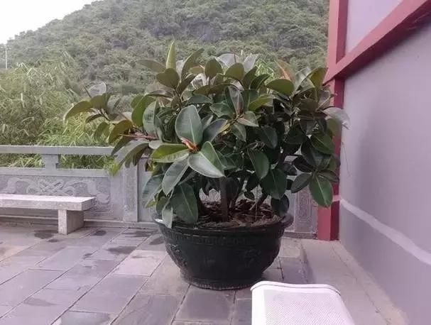 年宵花的危害,毒花观赏植物