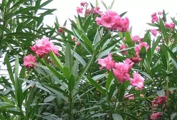 年宵花的危害,毒花观赏植物