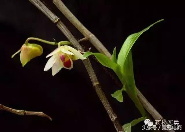 三分治，七分养！十大“健康”养肺中药，让你远离结核病！