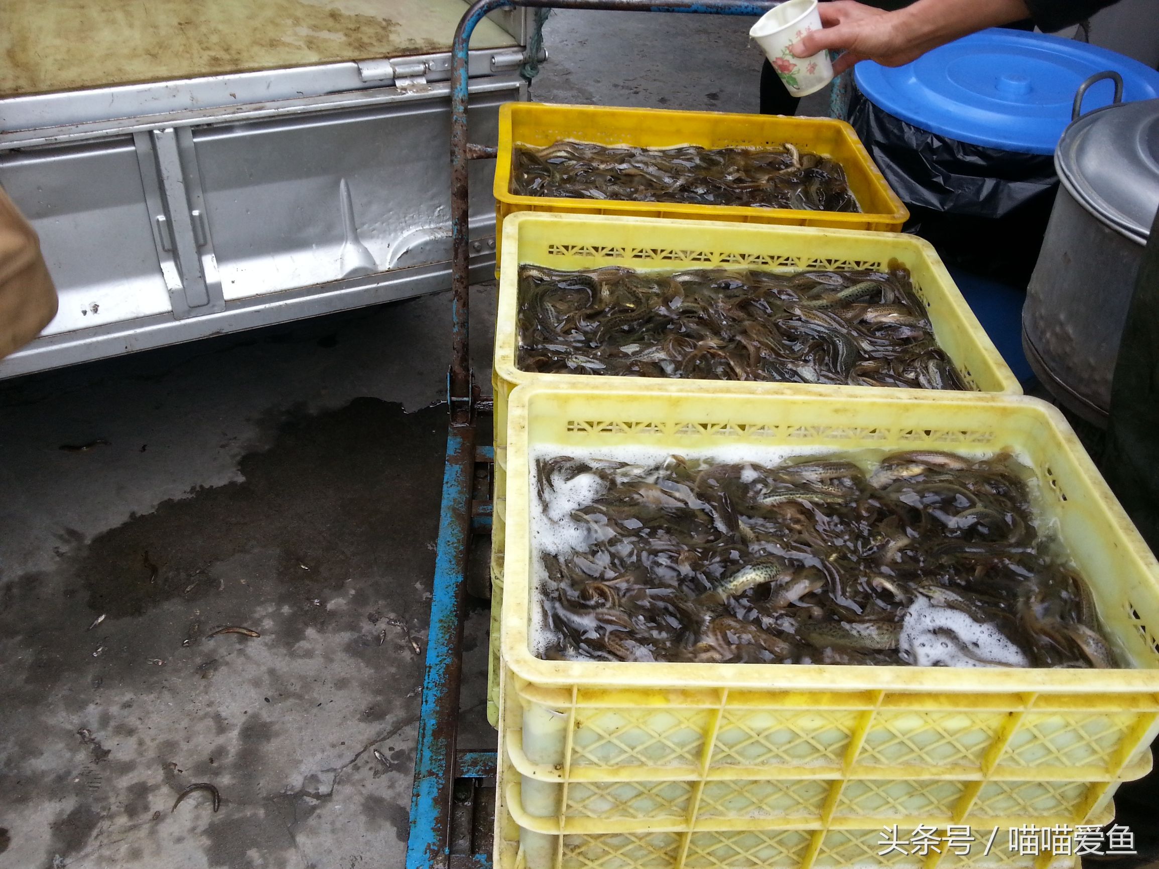 稻田套养黄鳝泥鳅技术,乌海稻田泥鳅养殖技术