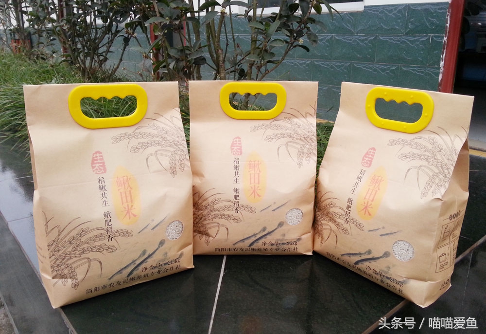 稻田套养黄鳝泥鳅技术,乌海稻田泥鳅养殖技术