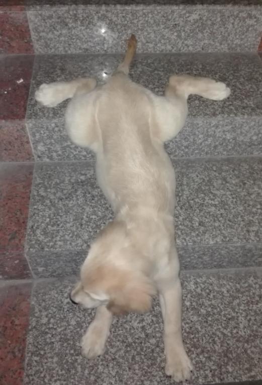 金毛挑食不吃狗粮只吃肉,五个月金毛喂米饭不吃狗粮