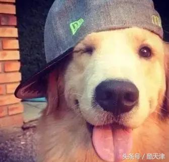 怎样知道家里的狗狗是串串 (怎么知道我家狗是什么串串)