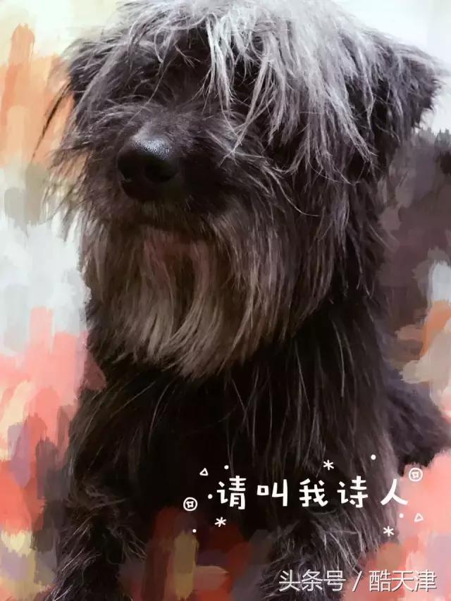 怎样知道家里的狗狗是串串 (怎么知道我家狗是什么串串)