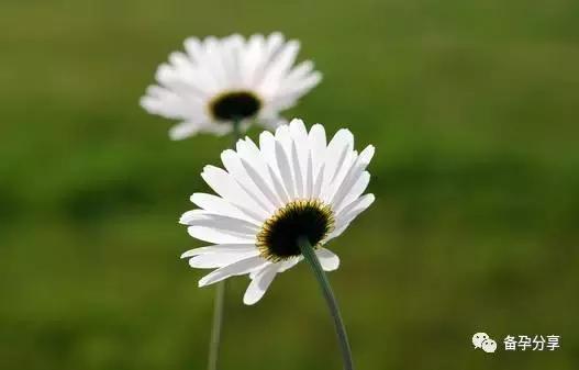 雌二醇低怀孕的几率多少,雌二醇低还能准备怀孕吗