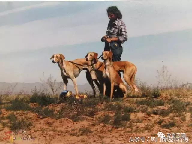 古老的狩猎犬中国细犬的落寞,中国古代细犬狩猎兔子