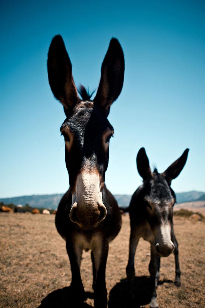 遇到鹅你会害怕吗,遇到鹅咋办