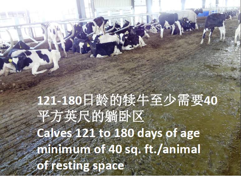 用心的犊牛管理者CRI国际兽医学博士——大卫L·布朗