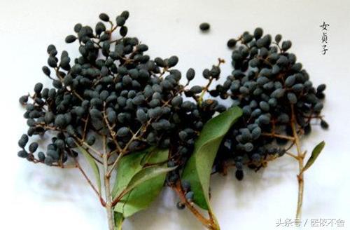 免疫力低爱生病？试试这些中药，增强免疫力效果最佳