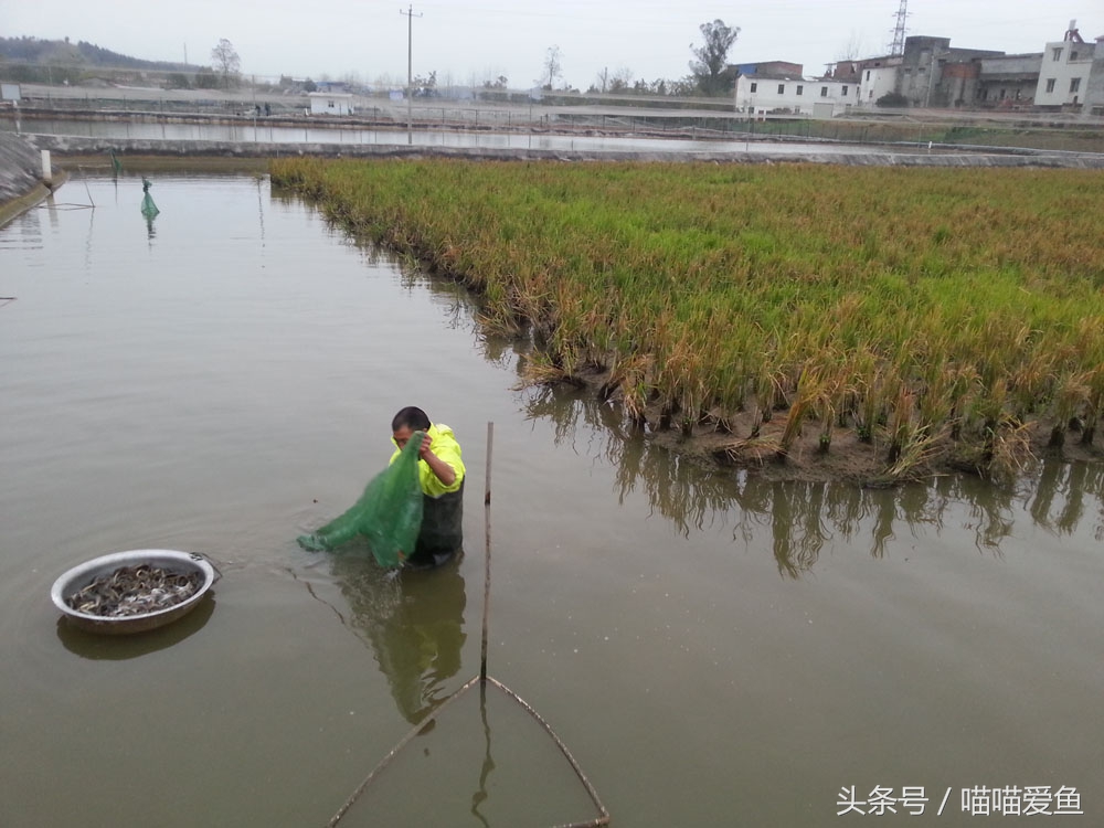 稻田套养黄鳝泥鳅技术,乌海稻田泥鳅养殖技术