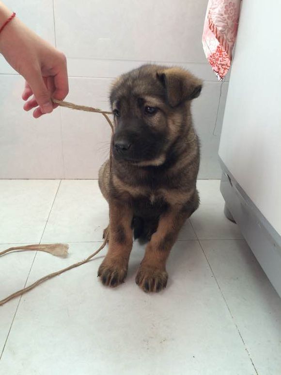 狗中之王牧羊犬,狗中之王是哪只狗