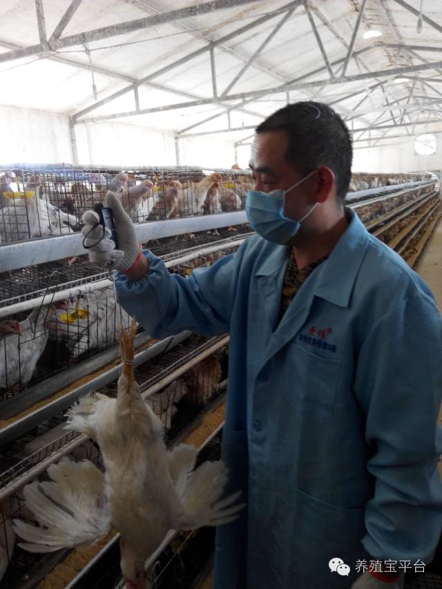 爱佳集团杨经理,杨文斌的养殖场