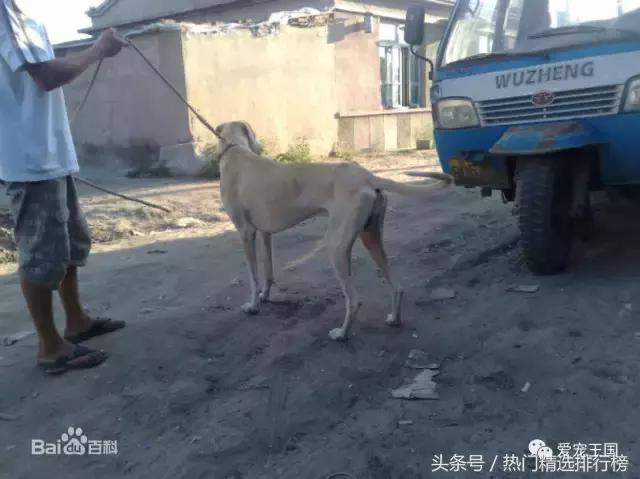 古老的狩猎犬中国细犬的落寞,中国古代细犬狩猎兔子