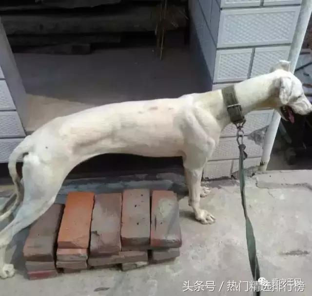 古老的狩猎犬中国细犬的落寞,中国古代细犬狩猎兔子