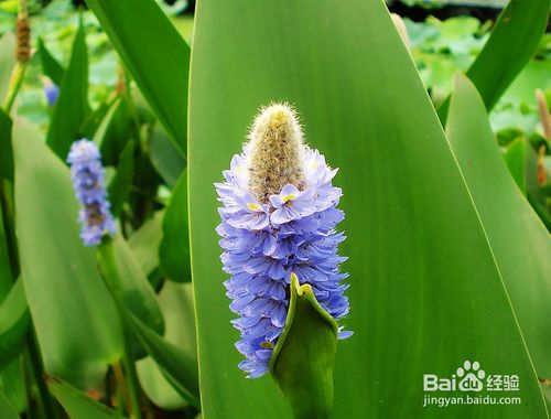 如何有效根治痘痘和预防痘痘,用什么方法去除痘痘最有效