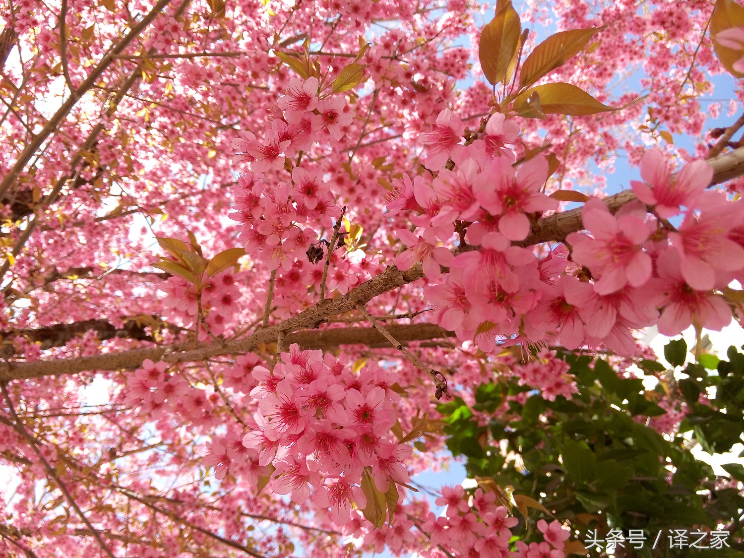 带你认识真正的富二代,你所知道的有钱人
