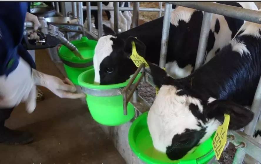 用心的犊牛管理者CRI国际兽医学博士——大卫L·布朗