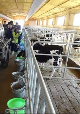 用心的犊牛管理者CRI国际兽医学博士——大卫L·布朗