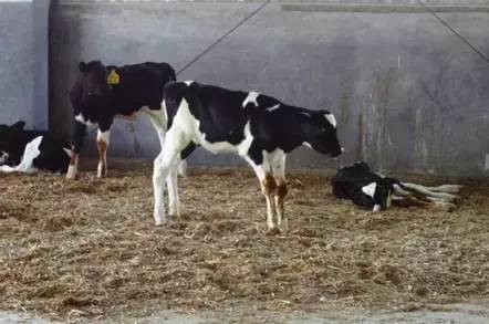 用心的犊牛管理者CRI国际兽医学博士——大卫L·布朗