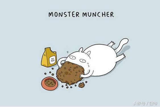 铲屎官要注意小猫咪的一些行为,铲屎官的猫都是什么品种图