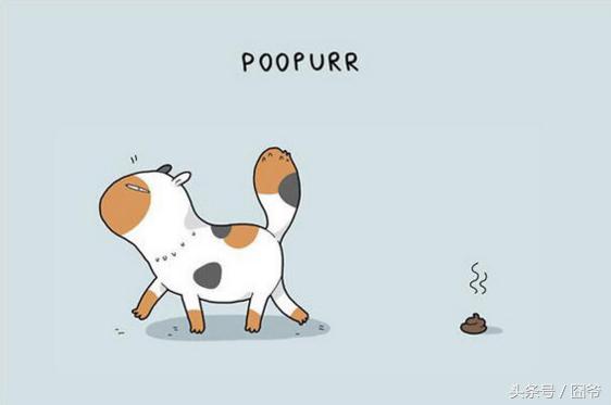 铲屎官要注意小猫咪的一些行为,铲屎官的猫都是什么品种图