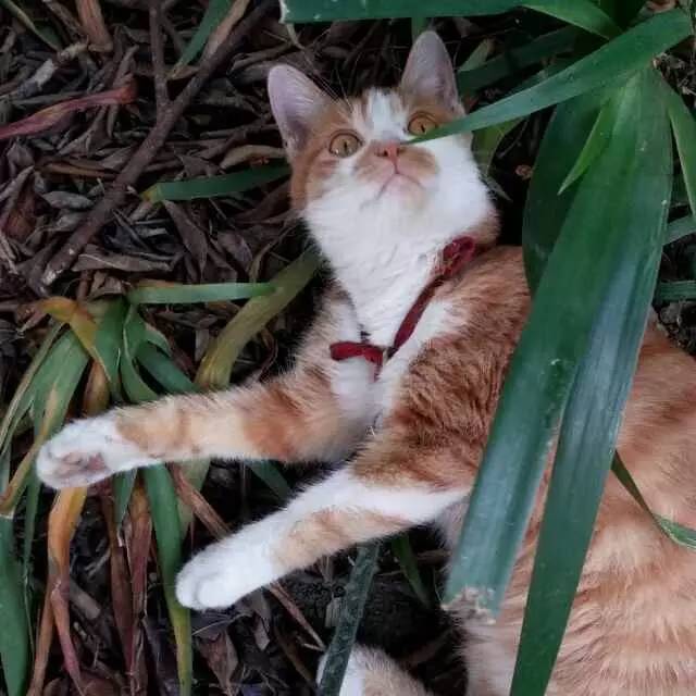 买了个巨难骑的小米自行车，一天内被搭讪的次数超过了几年的总和