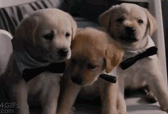 科普为什么打哈欠会传染,为什么打哈欠会传染英语ppt