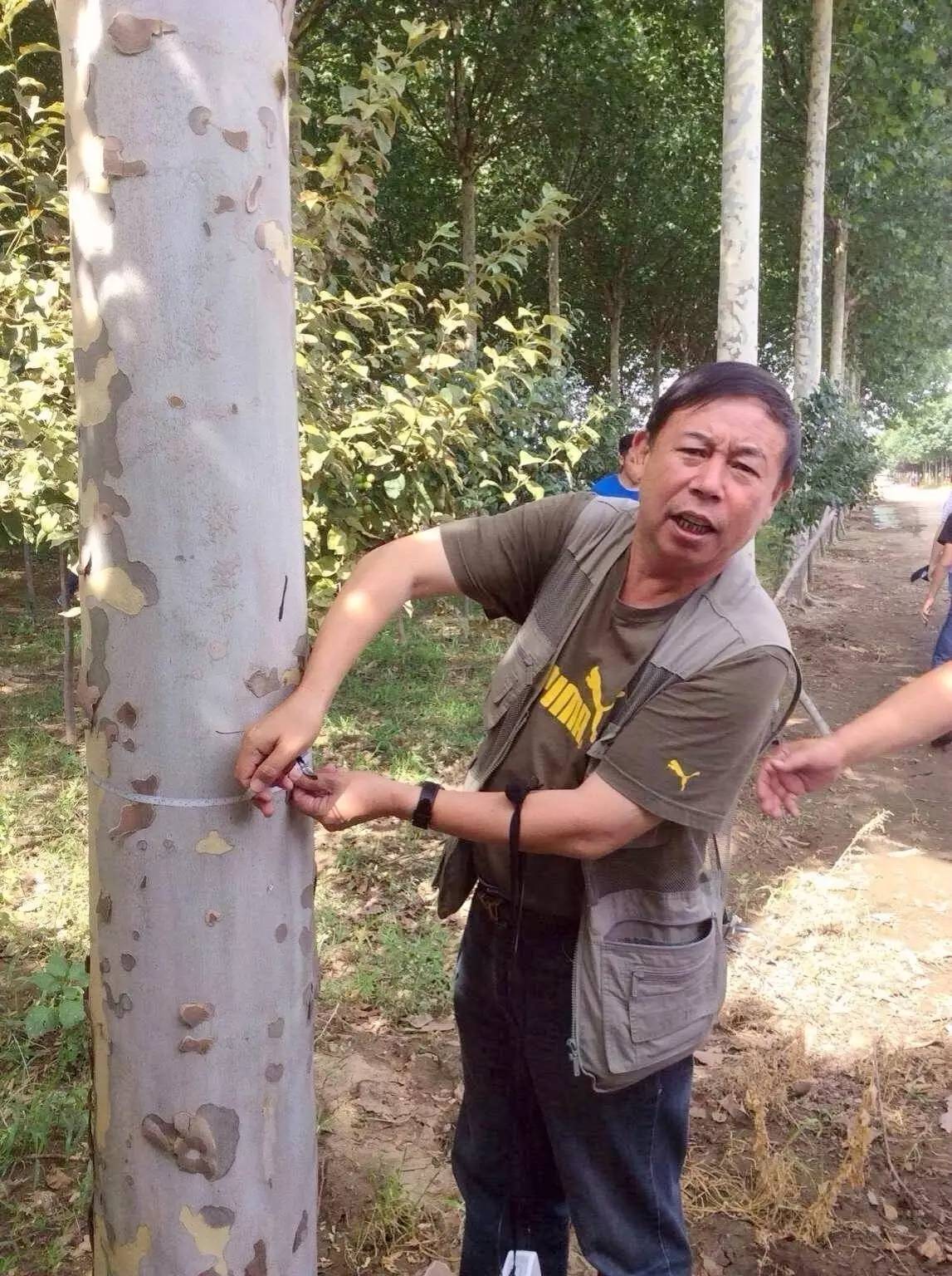 苗木那些事,山东苗木现状分析