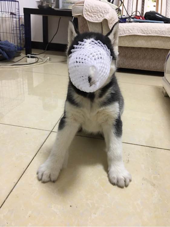 哈士奇的正确饲养方法有哪些,这才是哈士奇正确的打开方式