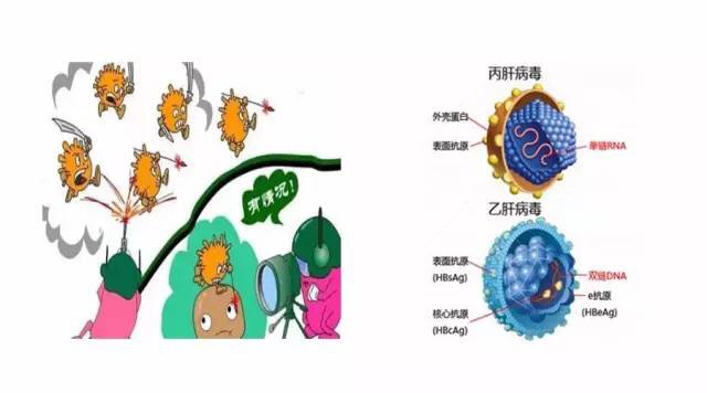 20万的乙肝病毒,挥之不去的病毒