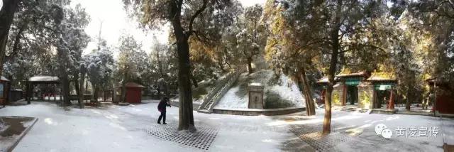 一场雪黄陵就美成了人间仙境