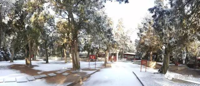 一场雪黄陵就美成了人间仙境