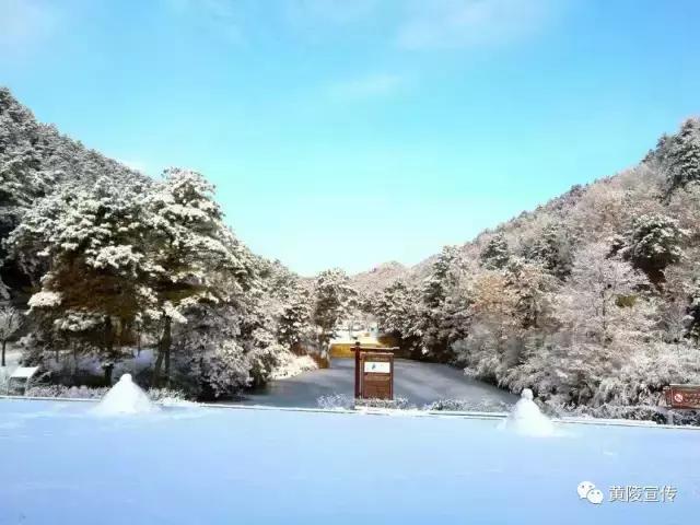 一场雪黄陵就美成了人间仙境