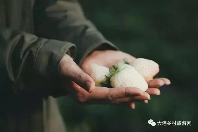 「话莓」之一：小草莓何以两年长成大产业？