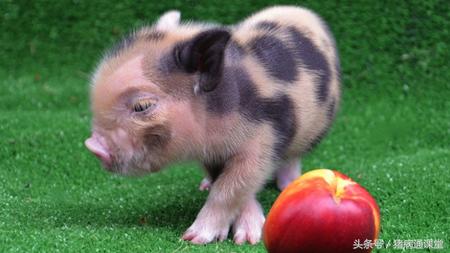 母猪生下小猪没有奶水怎么办,母猪奶水少小猪吃不饱怎么办