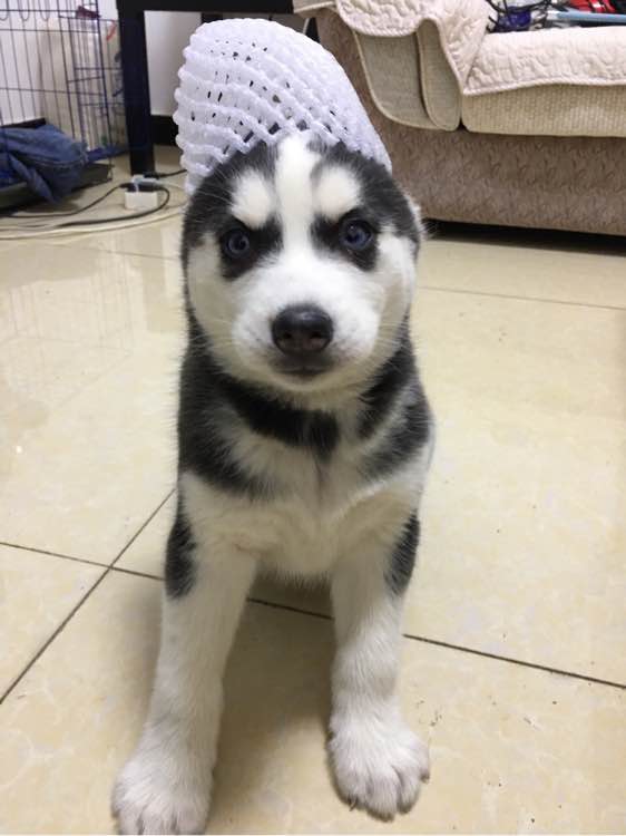 哈士奇的正确饲养方法有哪些,这才是哈士奇正确的打开方式