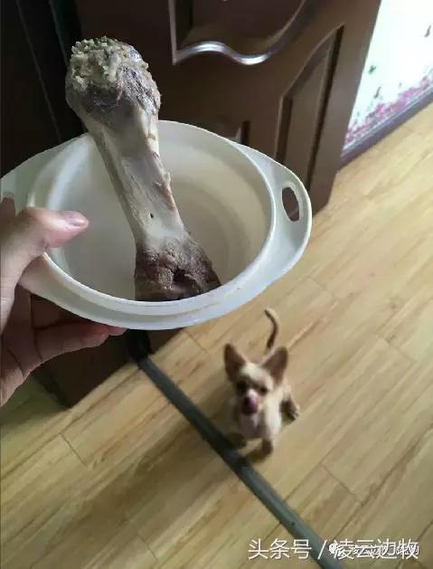注意！骨头可以杀死狗！