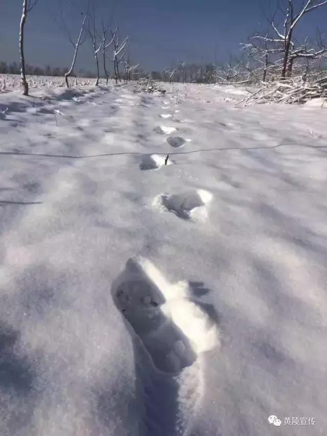 一场雪黄陵就美成了人间仙境