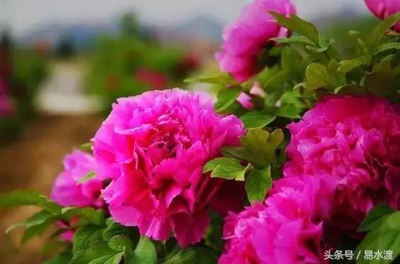 易县介绍在哪里,易县哪儿可以看玉的真假