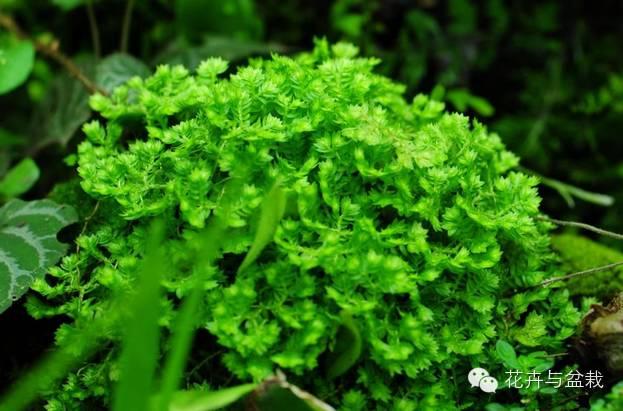 适合盆栽的蕨类有哪些,盆栽蕨类植物养护注意事项
