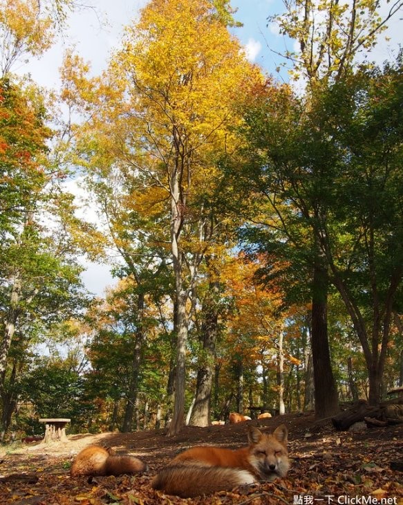 毛茸茸天堂蔵王狐狸村让你享受被狐狸淹没的幸福感