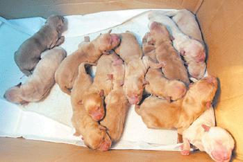 想养好狗狗应该看什么书,想养狗狗金毛