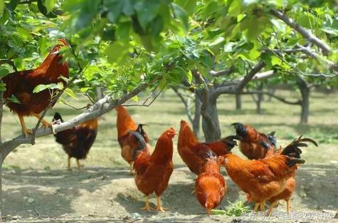 农村创业，可以做哪些项目呢？