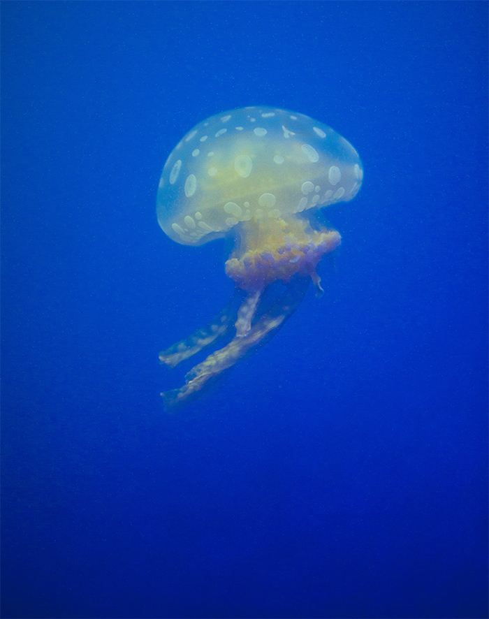 水母海洋世界,中国海洋世界水母馆