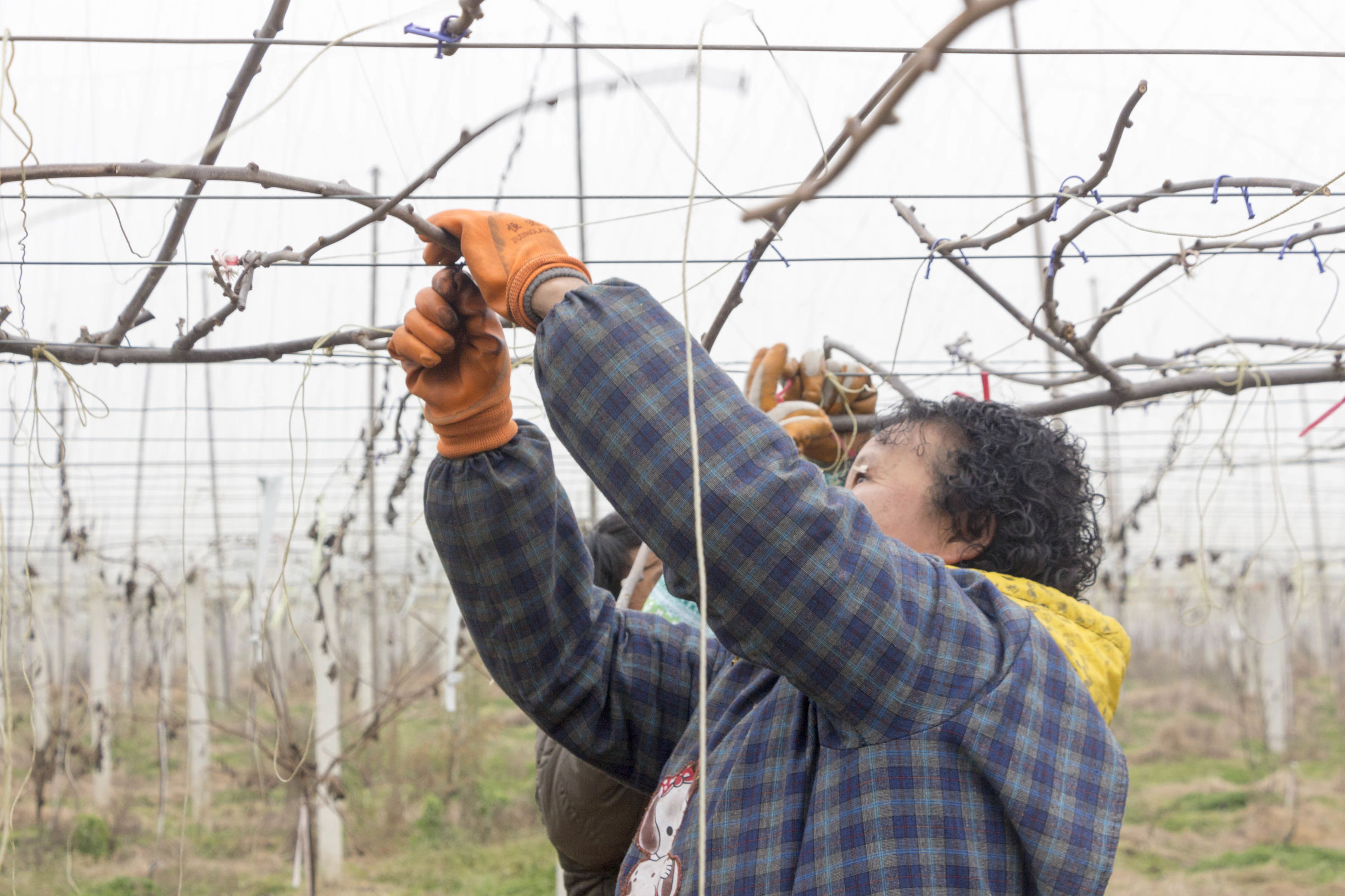 外出务工农民可以享受土地承包吗,农民承包土地获得劳动报酬