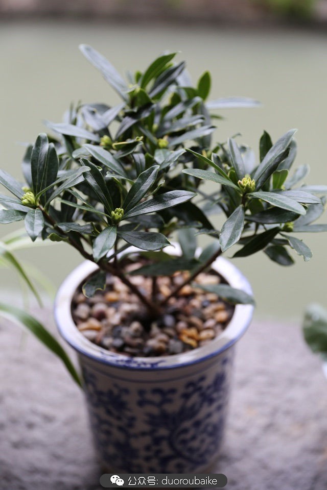 回忆之旅最适合带的植物,野外旅游必须记住的植物